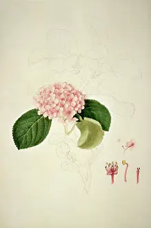 Hydrangea: Hydrangea sp. hydrangea
