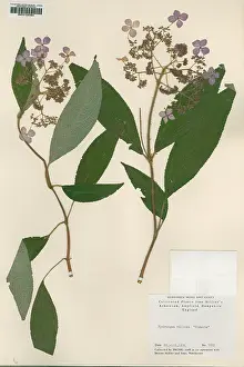 Hydrangea: Hydrangea villosa hidcote