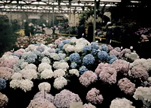 Hortensia: Hydrangeas