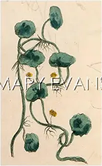 Pennywort: HYDROCOTYLE VULGARIS