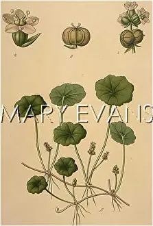 Pennywort: HYDROCOTYLE VULGARIS