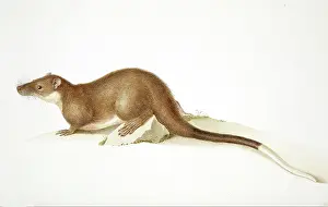 Flinders: Hydromys chrysogaster, water rat