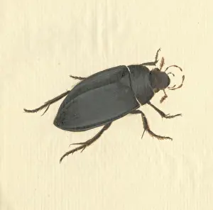 Crawly: Hydrophilus piceus, great silver water beetle