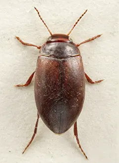 Dytiscidae: Hydroporus rufifrons, diving beetle