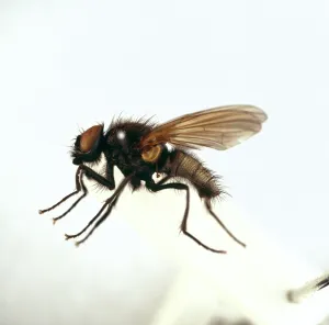 Pinned: Hydrotaea irritans, head fly