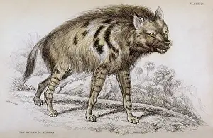 Hyena: HYENA OF ALBARA 1840
