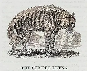 Remarkably: HYENA (BEWICK)