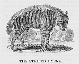 Remarkably: HYENA (BEWICK)