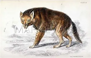 Hyena: HYENA / BROWN 1840