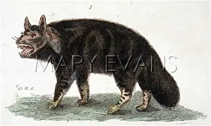 C1810: HYENA / BROWN C1810