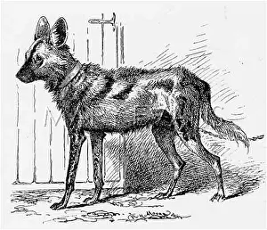 Hyena: HYENA-DOG HYBRID