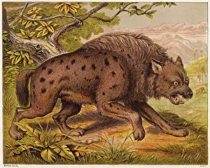 Hyena: HYENA (KRONHEIM)