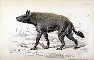 Hyenas: HYENA / NAKED DESERT