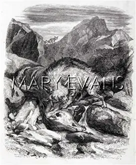 Scavenging: HYENA SCAVENGING