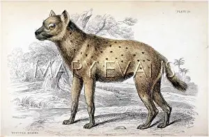Hyena: HYENA / SPOTTED 1840