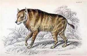 Hyena: HYENA / STRAND 1840