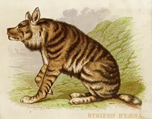 Hyena: Hyena - Striped - 1880s