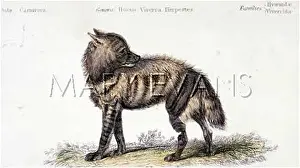Hyena: HYENA / VIVERRA 19C