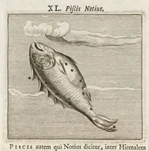Hyginus: HYGINUS / PISCIS NOTIUS
