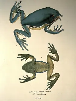 Bicolor: hyla bicolor
