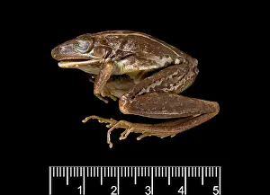 Essington: Hyla nasuta, rocket frog