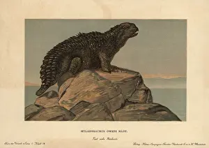 Tiere: Hylaeosaurus, extinct genus of herbivore from the Cretaceous
