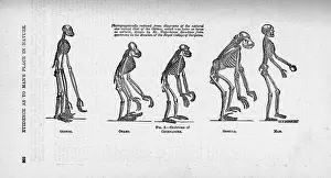 Chimp: Hylobates sp. Pongo pygmaeus, Pan troglodytes, Gorilla gori