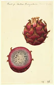 Cactaceae: Hylocereus triangularis, pitahaya fruit