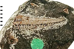Palaeo: Hylomous lyelli