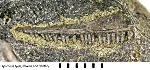 Palaeo: Hylomous lyelli