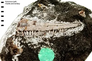 Palaeo: Hylomous lyelli