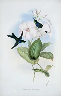 Locomotion: Hylonympha macrocerca, scissor-tailed hummingbird