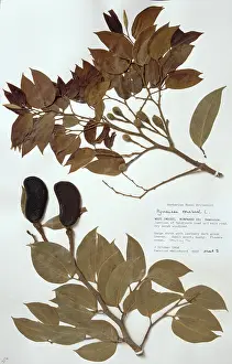 Dominica: Hymenaea courbaril, jatoba tree