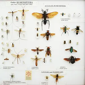 Labelled: Hymenoptera specimens