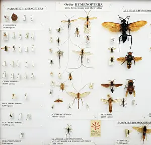 Labelled: Hymenoptera specimens