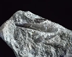 Elongated: Hyolithes, primitive mollusc