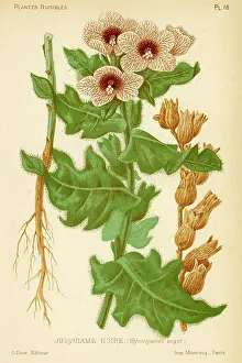 Hyoscyamus: Hyoscyamus Niger