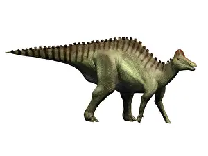 Lambeosaurinae: Hypacrosaurus dinosaur