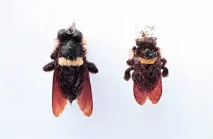 Mimicry: Hyperechia nigripennis, robber fly