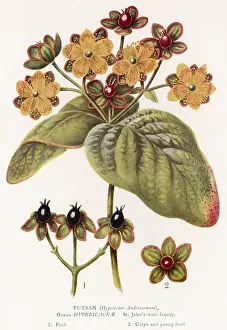Hypericum: HYPERICUM ANDROSAEMUM