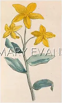 Hypericum: HYPERICUM ANDROSAEMUM