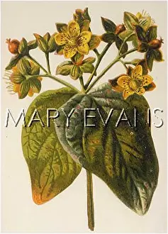Hypericum: HYPERICUM ANDROSAEMUM