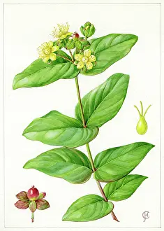 Wort: Hypericum Androsaemum - Tutsan