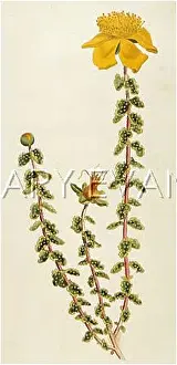 Hypericum: HYPERICUM BALEARICUM