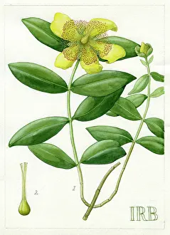 Isobel: Hypericum Calycinum - Aaron's beard