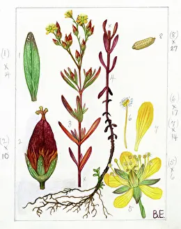 Wort: Hypericum - Canadian St. Johns-wort
