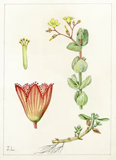 Stamens: Hypericum Elodes - marsh St John's-wort