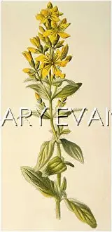 Hypericum: HYPERICUM HIRSUTUM
