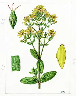 Gwen: Hypericum hirsutum - hairy St John's-wort