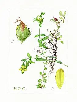 Trailing: Hypericum humifusum - trailing St John's-wort
